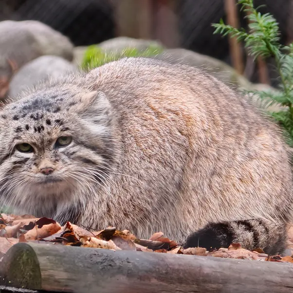 A photograph of Mania in Poznan New Zoo