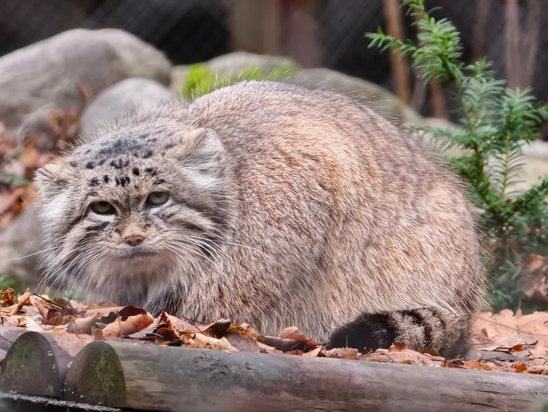 A photograph of Mania in Poznan New Zoo