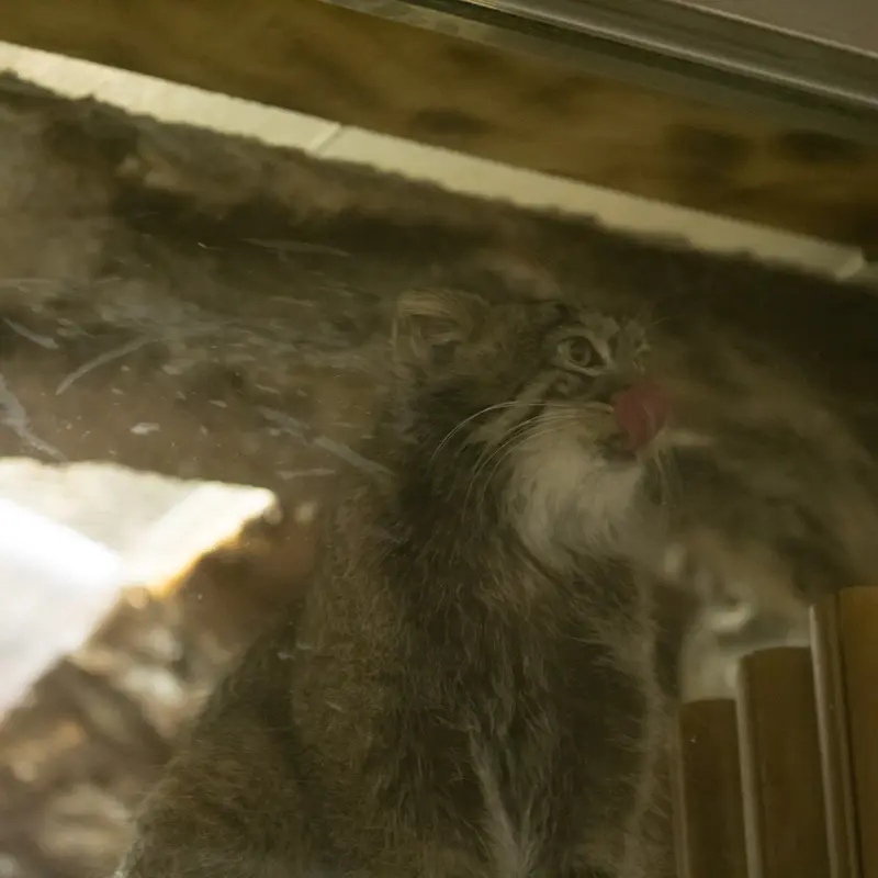 A photograph of Figa in Ueno Zoological Gardens