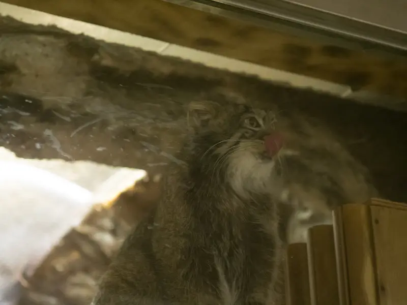 A photograph of Figa in Ueno Zoological Gardens