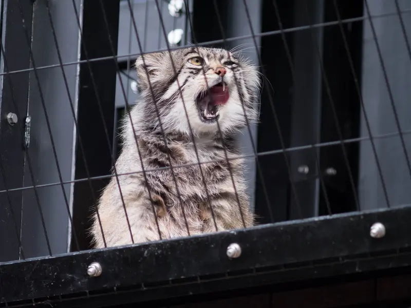 A photograph of Grusha in Asahiyama Zoo