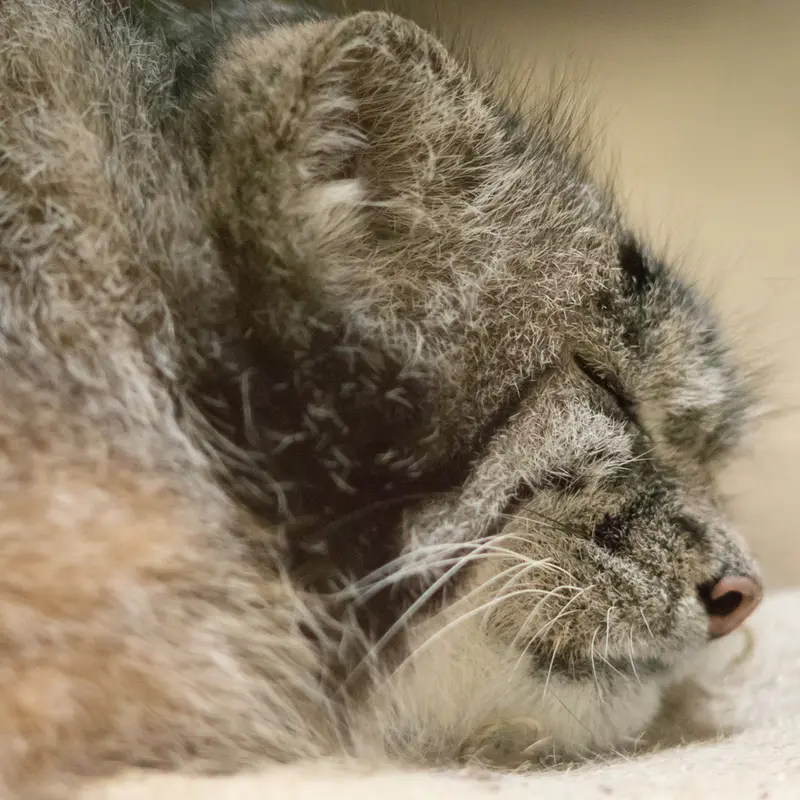 A photograph of Klyon in Ueno Zoological Gardens