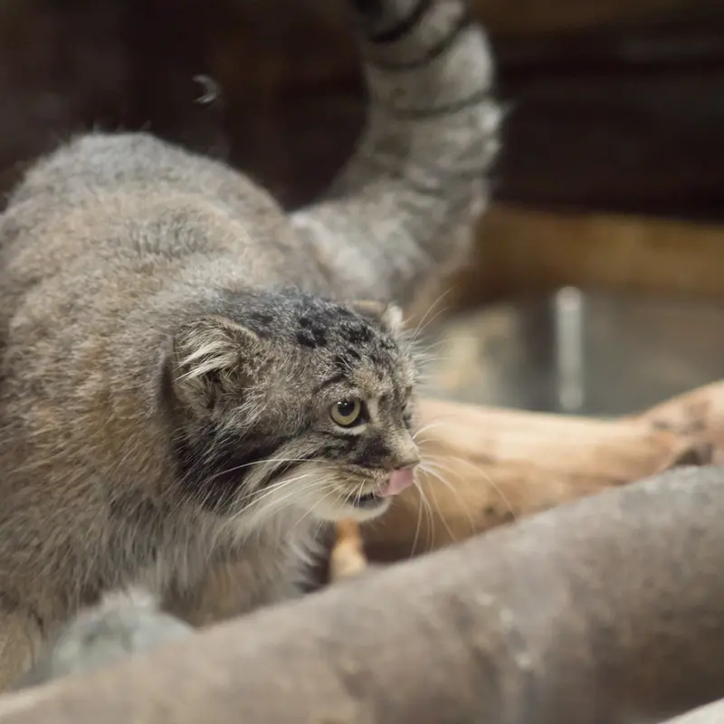 A photograph of Shafran in Ueno Zoological Gardens
