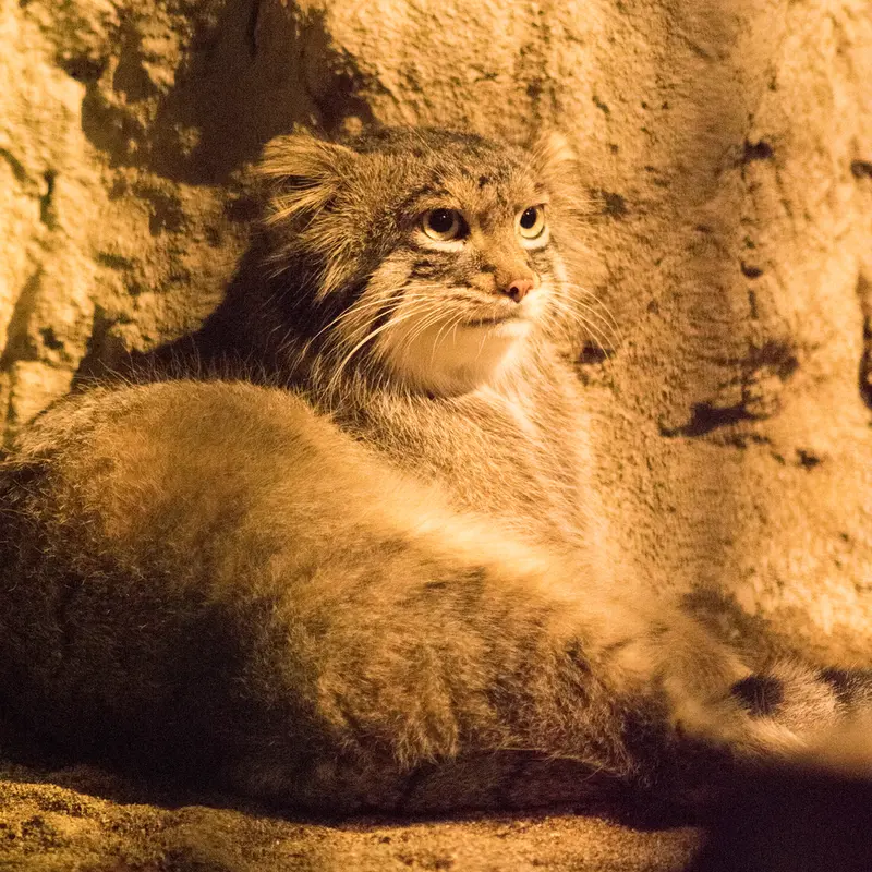A photograph of Figa in Nogeyama Zoo