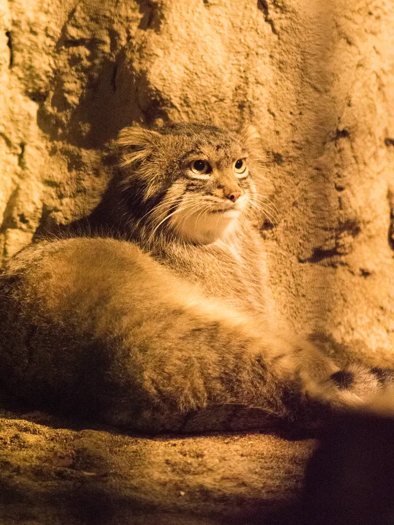 A photograph of Figa in Nogeyama Zoo