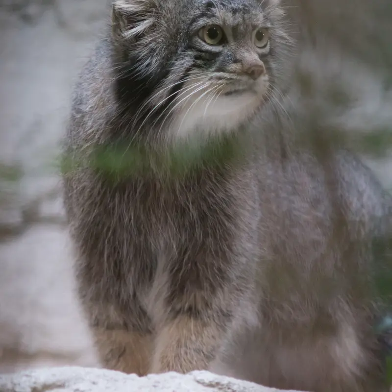 A photograph of Figa in Nogeyama Zoo