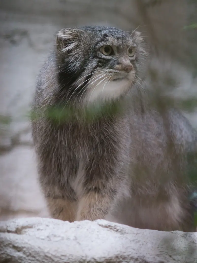 A photograph of Figa in Nogeyama Zoo