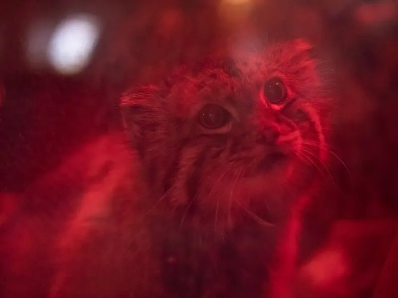 A photograph of Naim in Ueno Zoological Gardens