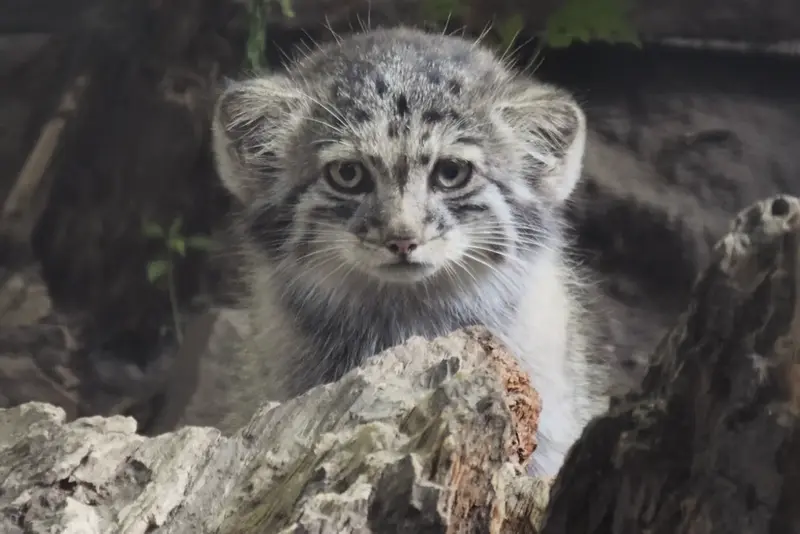 A photograph of Son of Lucy b. 2026 in Budapest Zoo & Botanical Garden