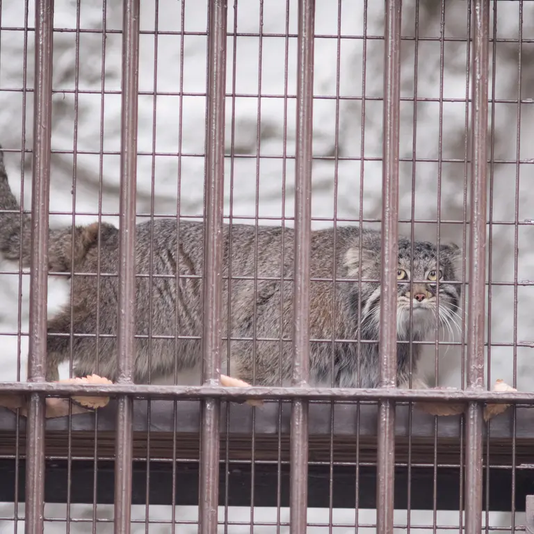 A photograph of Figa in Nogeyama Zoo