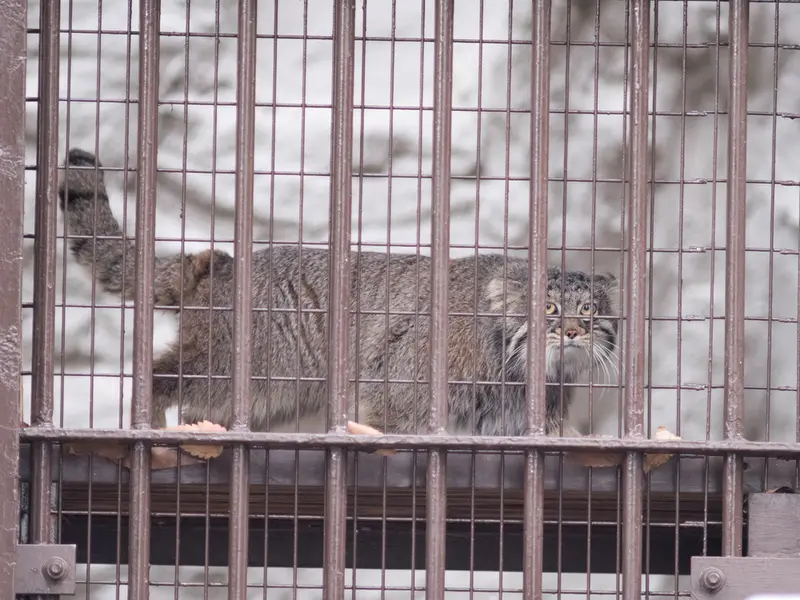 A photograph of Figa in Nogeyama Zoo