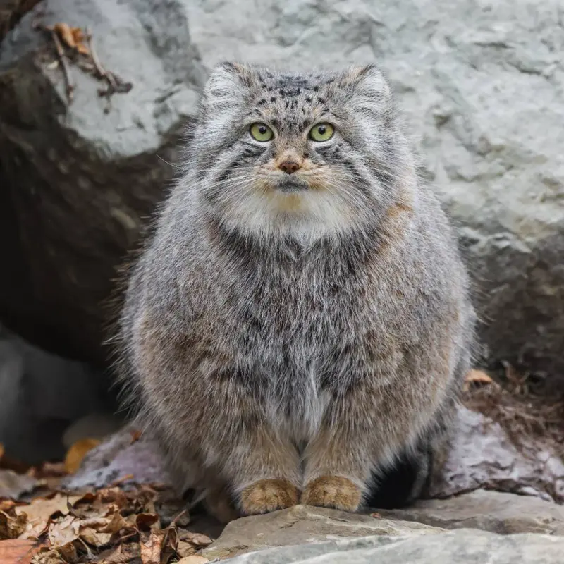 A photograph of Pema in Calgary Zoo / Wilder Institute