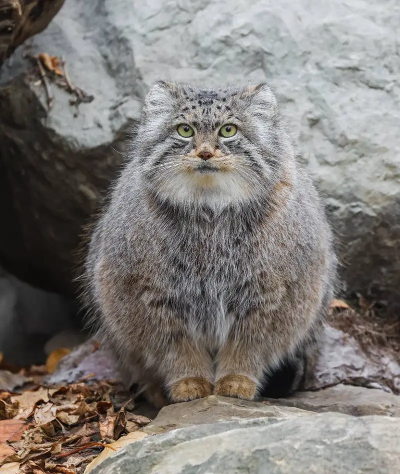 A photograph of Pema in Calgary Zoo / Wilder Institute