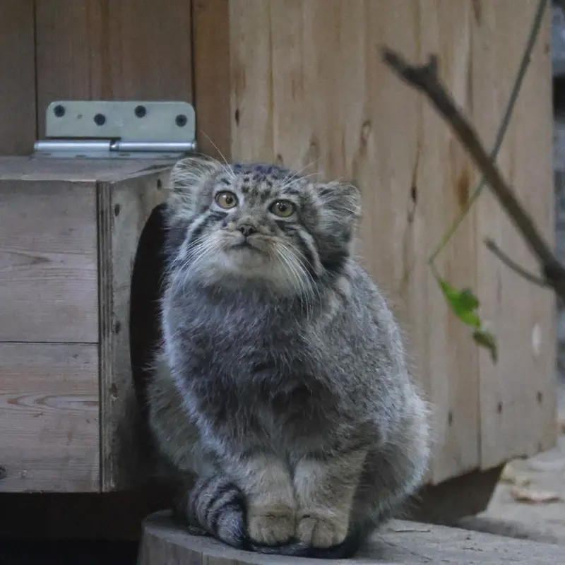 A photograph of Kitten of Eve b.2026 Ⅴ in Novosibirsk Zoo