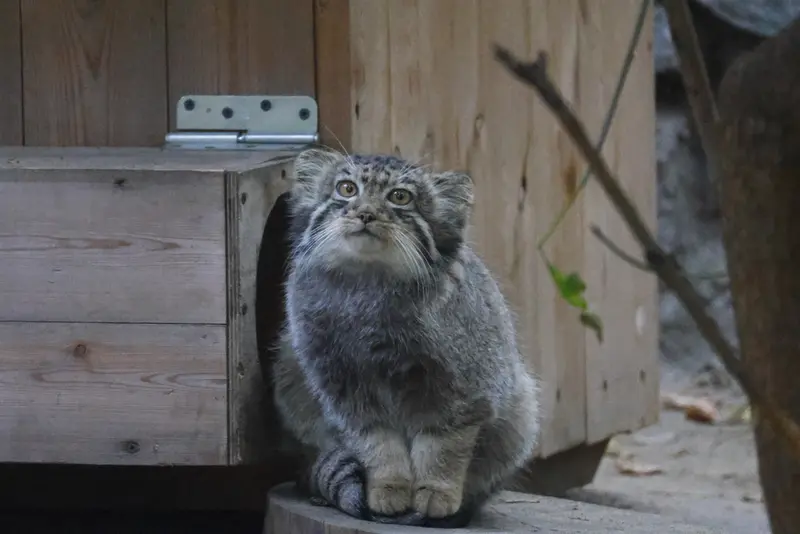 A photograph of a Pallas's cat in Novosibirsk Zoo