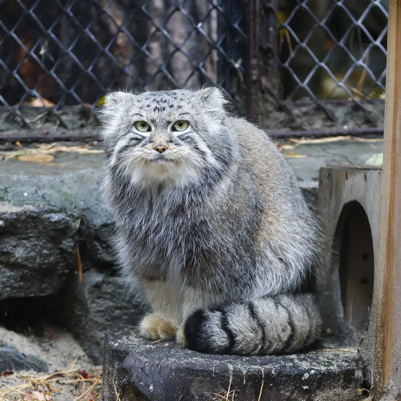 A photograph of Ruf in Novosibirsk Zoo