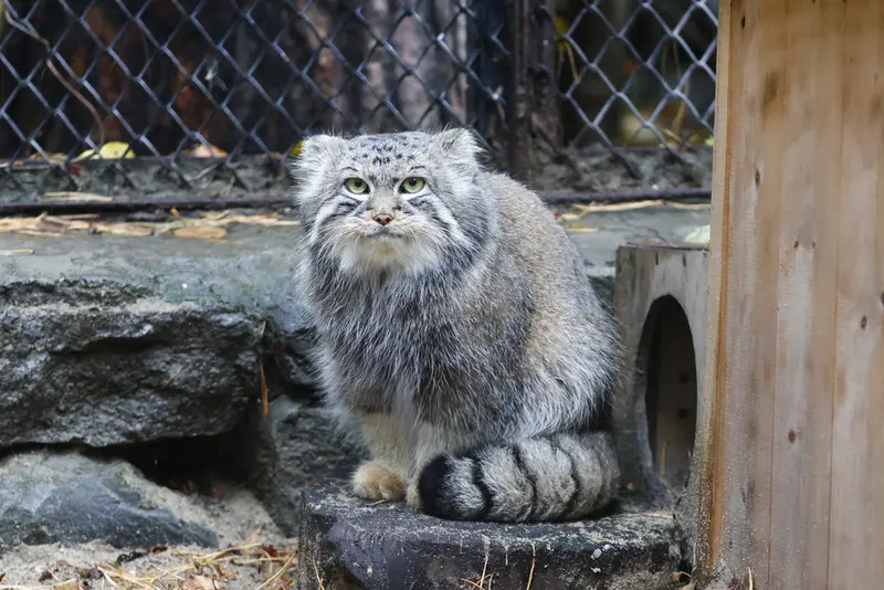 A photograph of Ruf in Novosibirsk Zoo