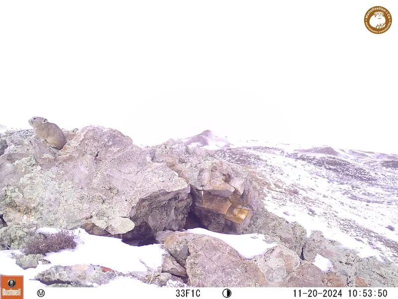 A photograph of Pika from Besshoky 1 camera trap