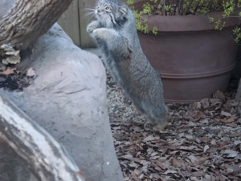 A photograph of Oto in Saitama Children's Zoo