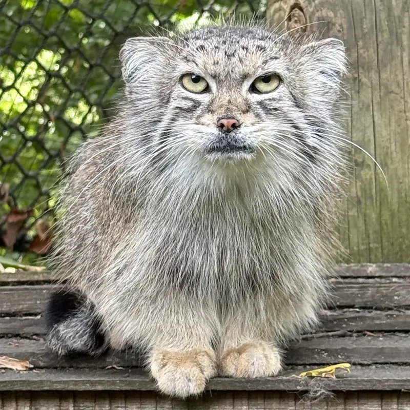 A photograph of Ceba in Smithsonian's National Zoo