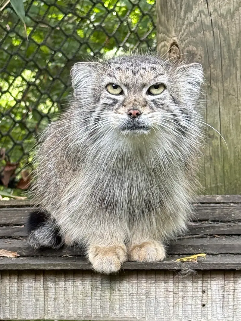A photograph of Ceba in Smithsonian's National Zoo