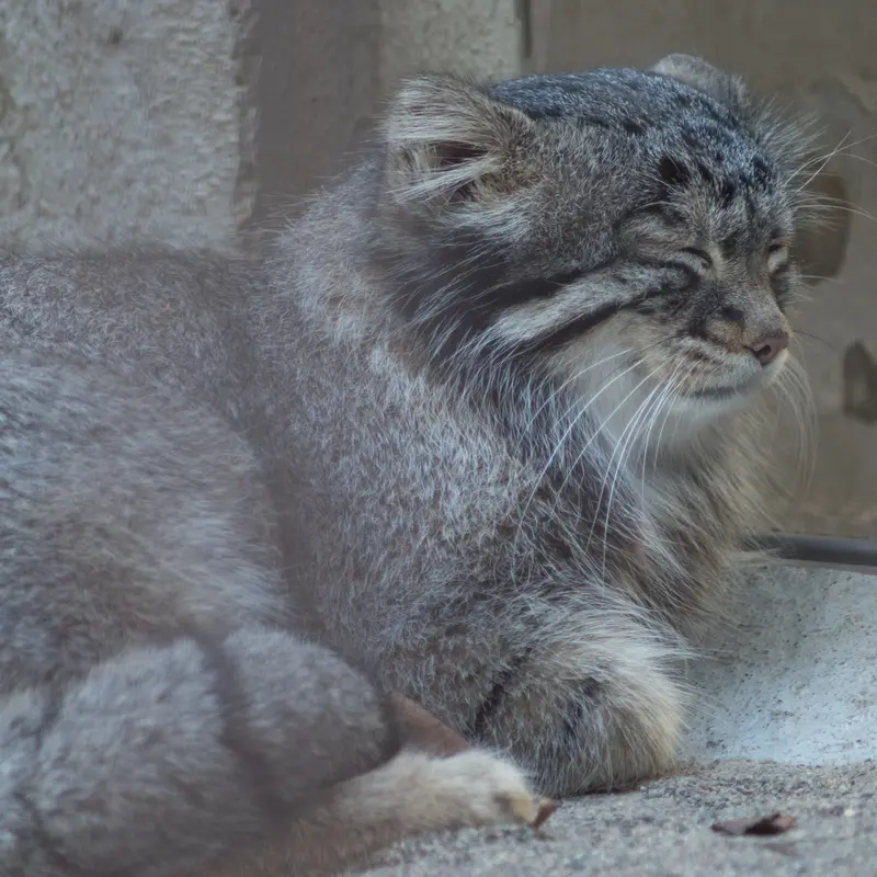 A photograph of Figa in Nogeyama Zoo