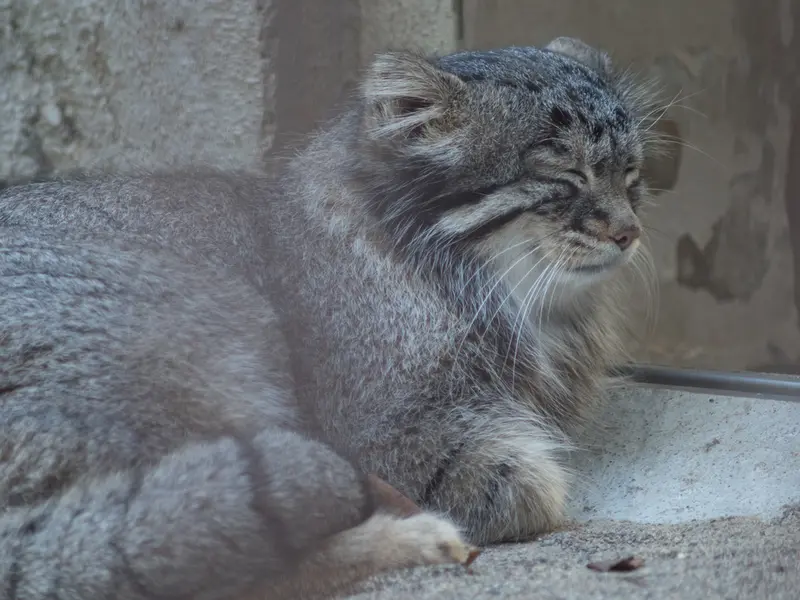 A photograph of Figa in Nogeyama Zoo