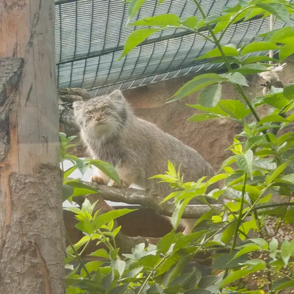 A photograph of Duchess in Edinburgh Zoo
