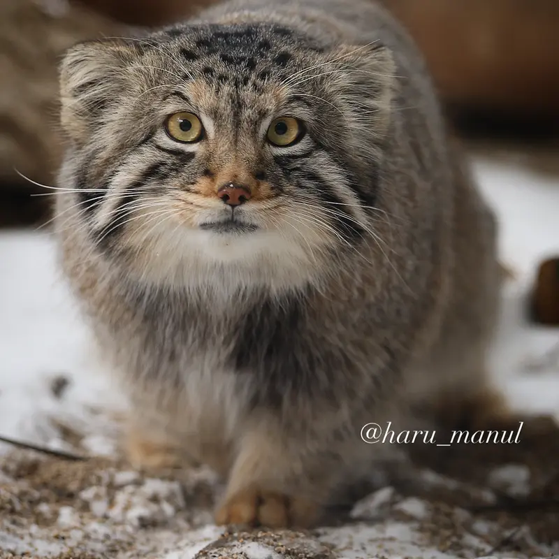 A photograph of Nagomu in Nasu Animal Kingdom