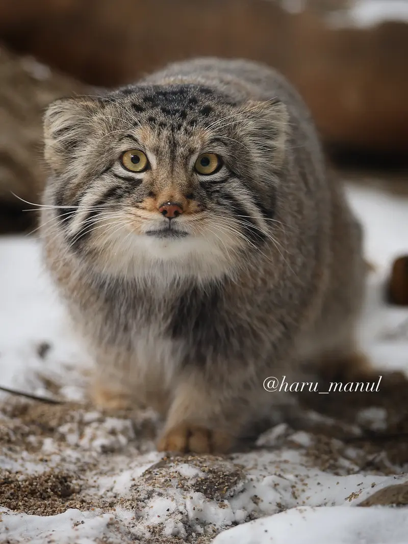 A photograph of Nagomu in Nasu Animal Kingdom