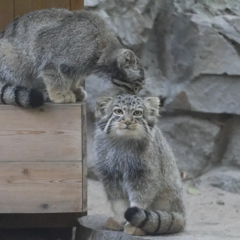 A photograph of a Pallas's cat in Novosibirsk Zoo