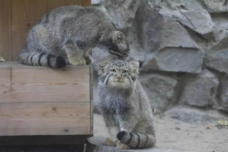 A photograph of a Pallas's cat in Novosibirsk Zoo