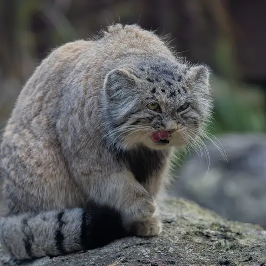 A photograph of Moira in Ostrava Zoo