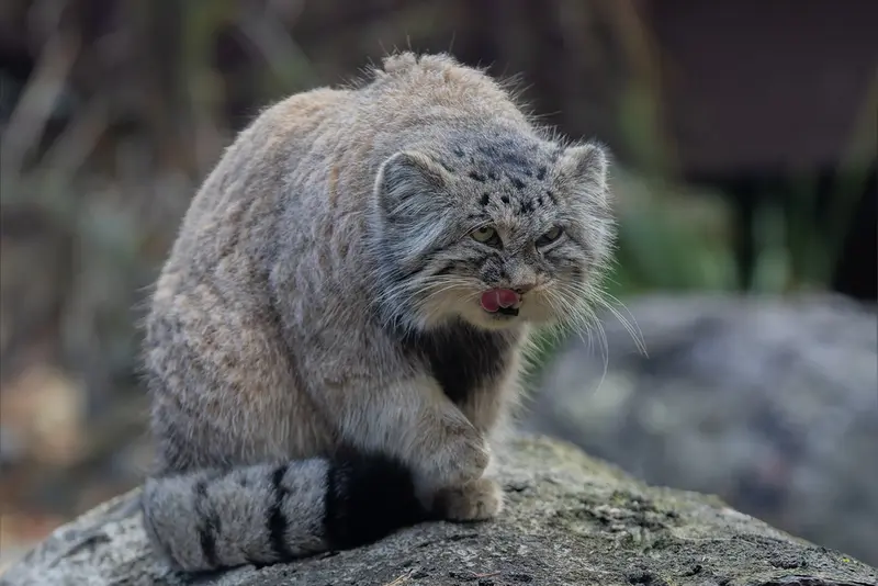 A photograph of Moira in Ostrava Zoo