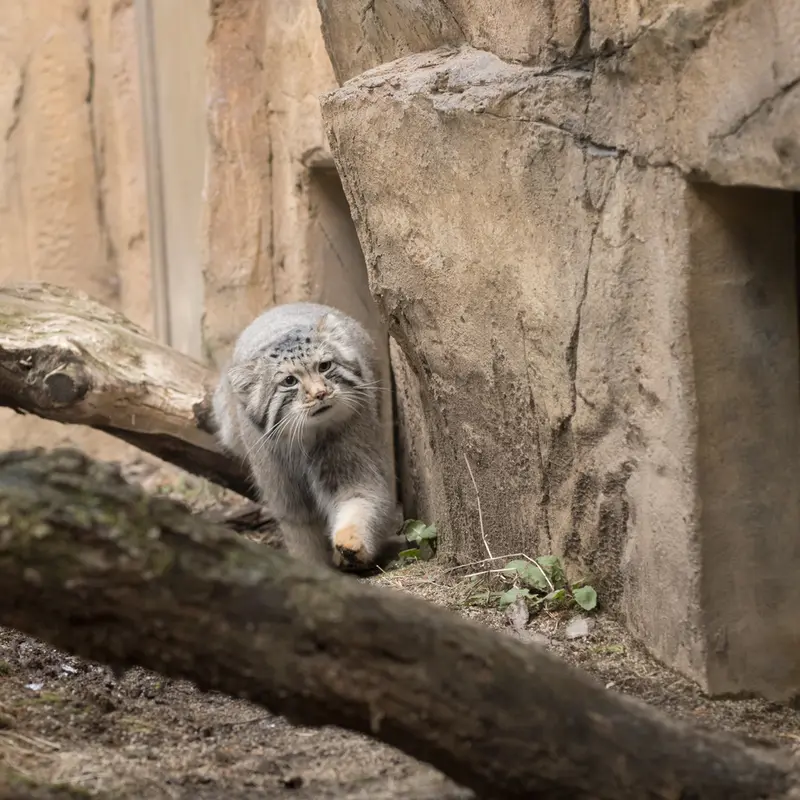 A photograph of Nagomu in Nasu Animal Kingdom