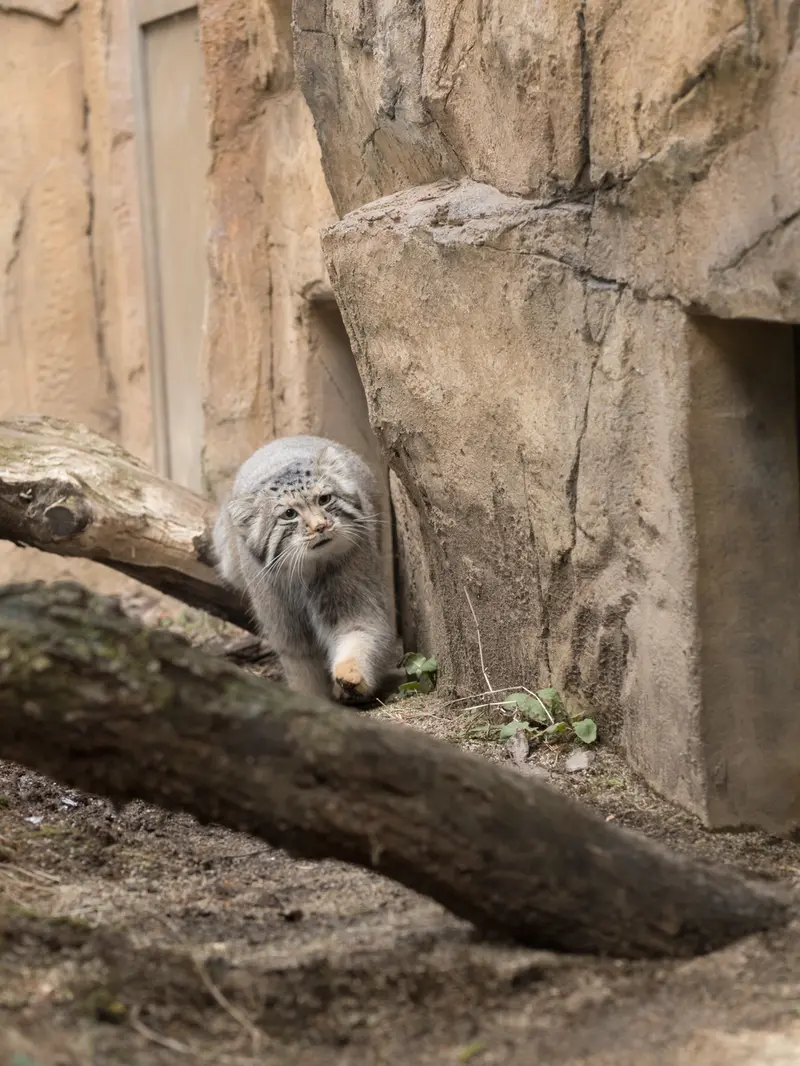 A photograph of Nagomu in Nasu Animal Kingdom