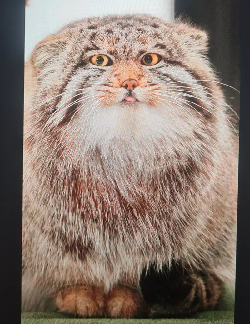 A photograph of a Pallas's cat