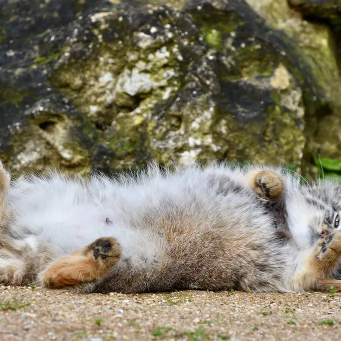 A photograph of Namuu in Port Lympne Wild Animal Park