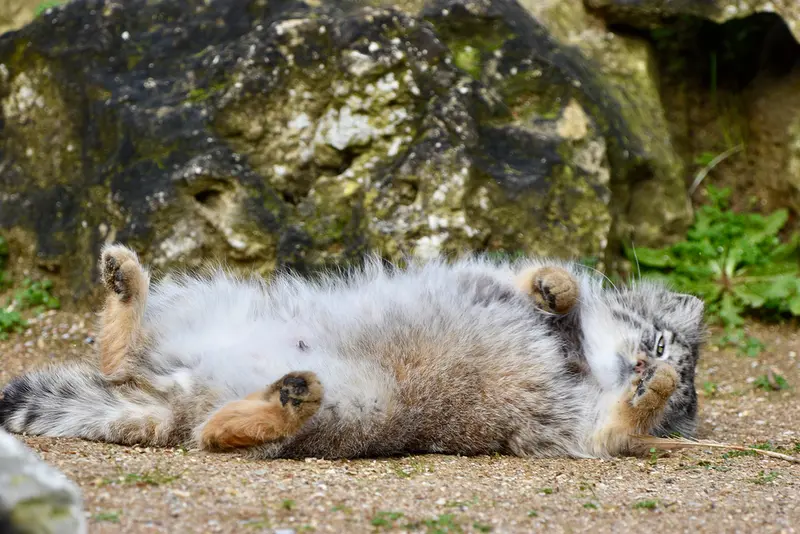 A photograph of Namuu in Port Lympne Wild Animal Park