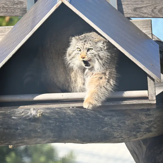A photograph of Mimi in Korkeasaari Zoo