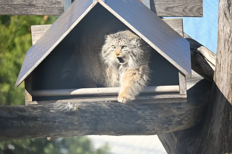A photograph of Mimi in Korkeasaari Zoo