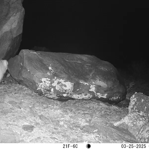 A photograph of Otocolobus manul manul from Koshkar camera trap