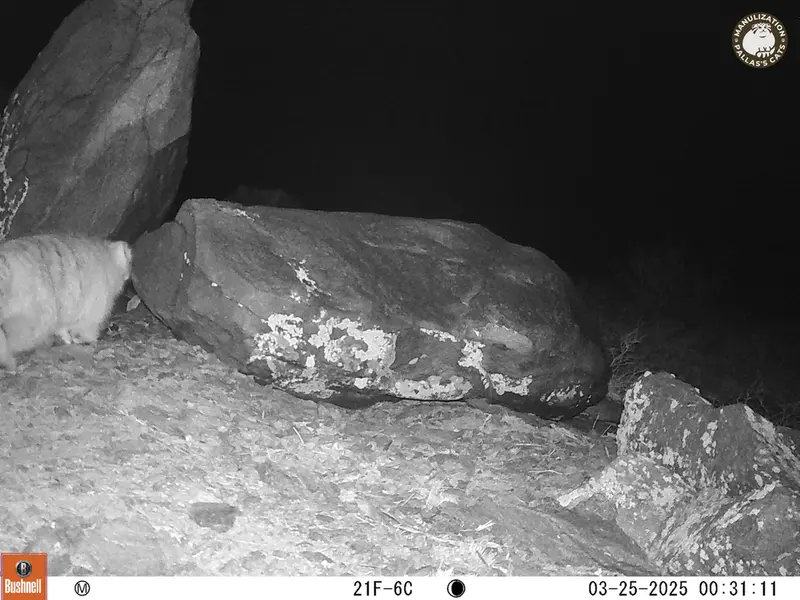 A photograph of Otocolobus manul manul from Koshkar camera trap