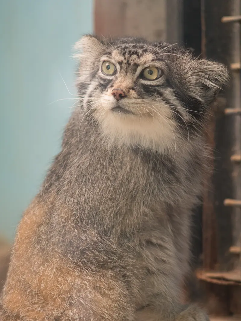 A photograph of a Pallas's cat