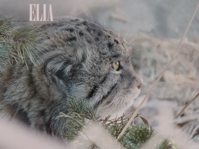 A photograph of Olaf in Calgary Zoo / Wilder Institute