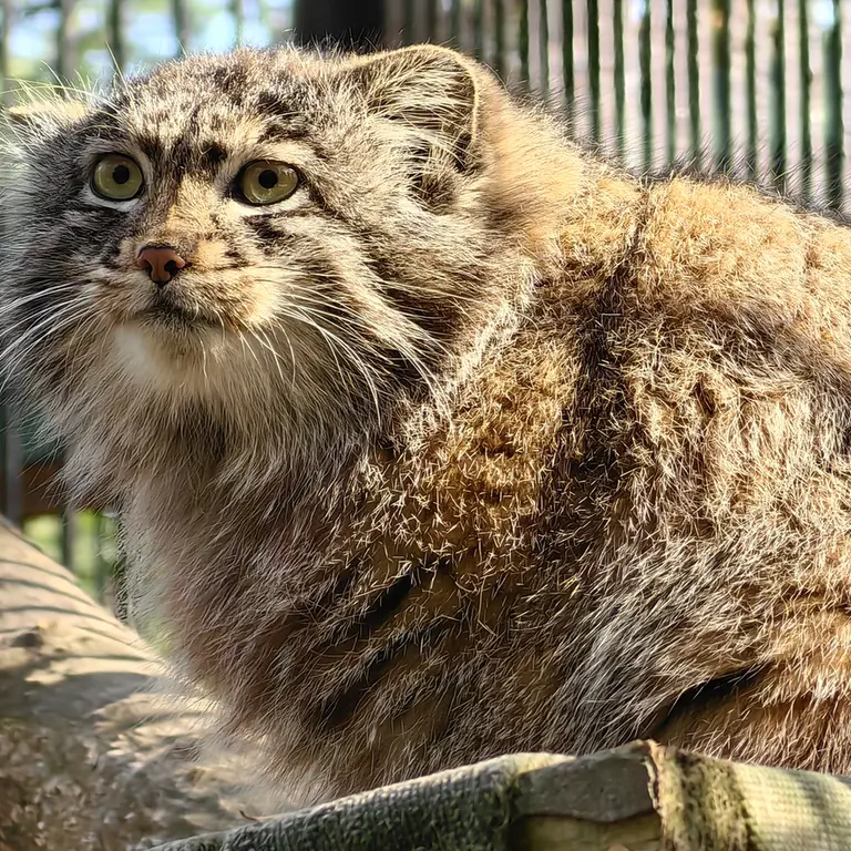 A photograph of Grey in Novosibirsk Zoo