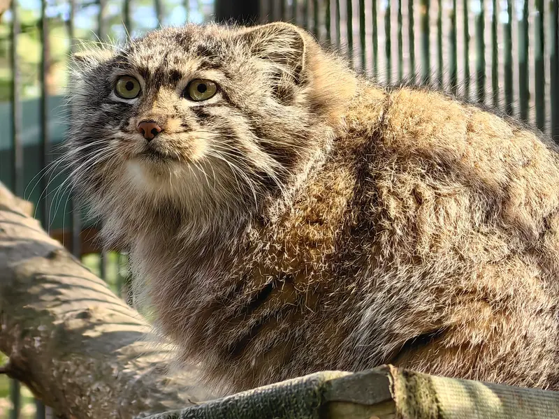 A photograph of Grey in Novosibirsk Zoo