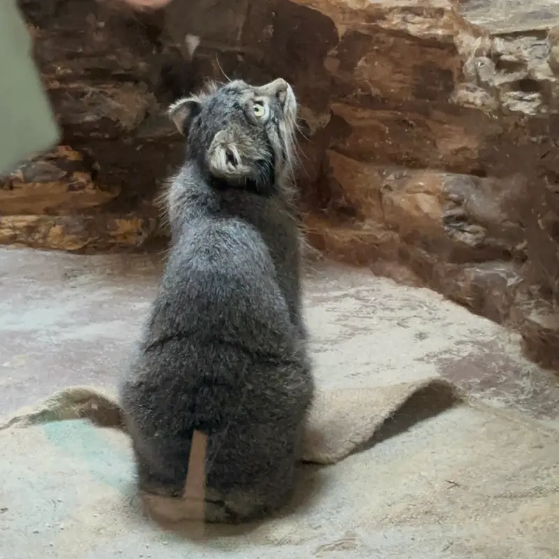A photograph of a Pallas's cat in Ueno Zoological Gardens