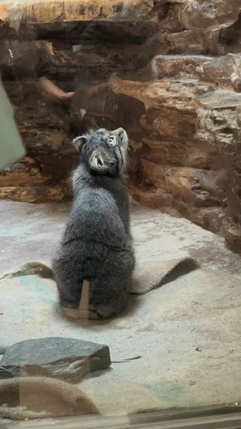 A photograph of a Pallas's cat in Ueno Zoological Gardens