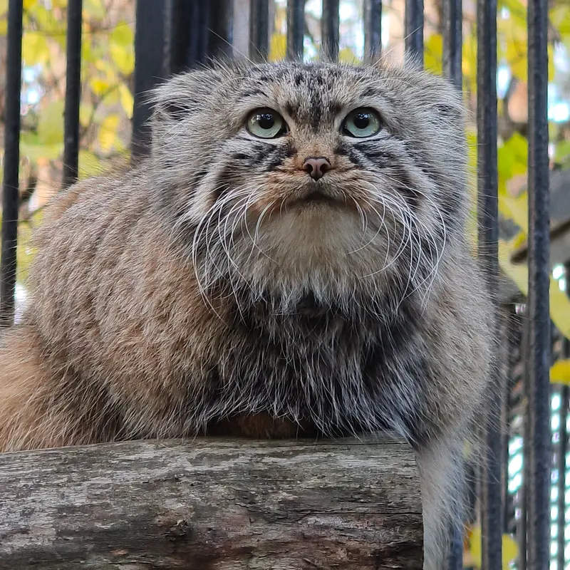 A photograph of Gabi in Novosibirsk Zoo